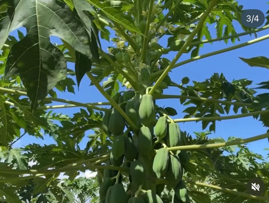 青パパイヤの実